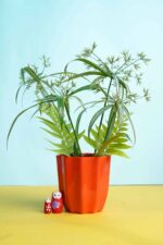 Cyperus papyrus
