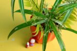 Awesome Cyperus papyrus plant - Image 3