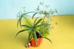 Awesome Cyperus papyrus plant - Image 4