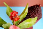 Beautiful Euphorbia Milii - Crown of throns Plant - Image 3