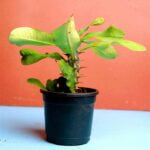 Euphorbia Milii