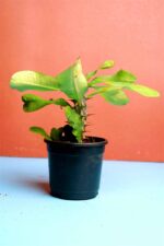 Euphorbia Milii