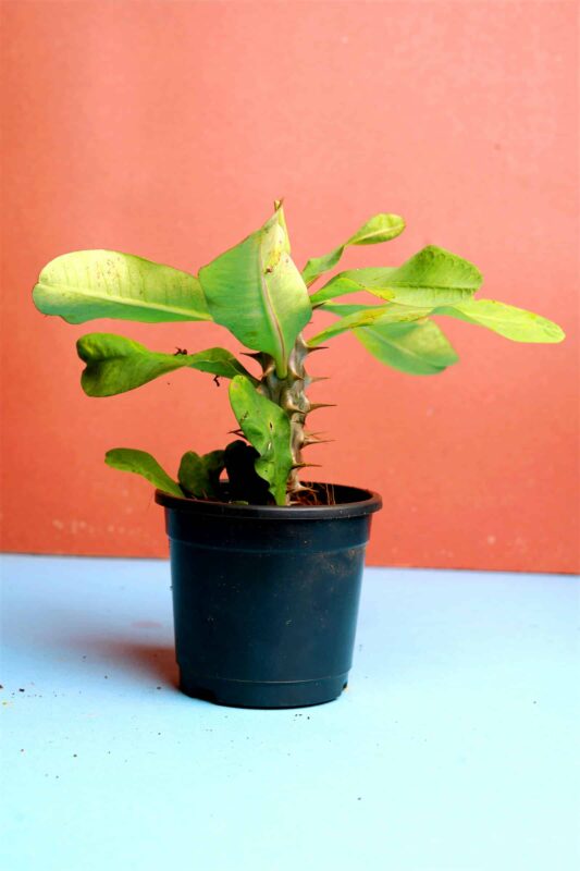Euphorbia Milii