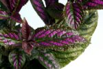 Beautiful Strobilanthes dyeriana - Peacock Plant or Persian Shield Plant - Image 2