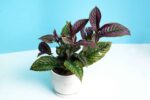 Beautiful Strobilanthes dyeriana - Peacock Plant or Persian Shield Plant - Image 3