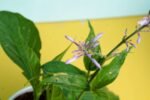 Awesome Light Purple Firespike plant - Image 4