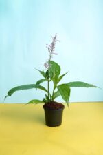 Awesome Light Purple Firespike plant - Image 3
