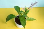 Awesome Light Purple Firespike plant - Image 2