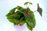 Beautiful Caladium bicolor Plant with Pot - Image 2