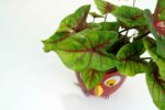 Beautiful Caladium bicolor Plant with Pot - Image 4