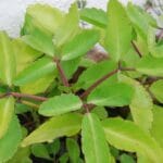 Kalanchoe pinnata
