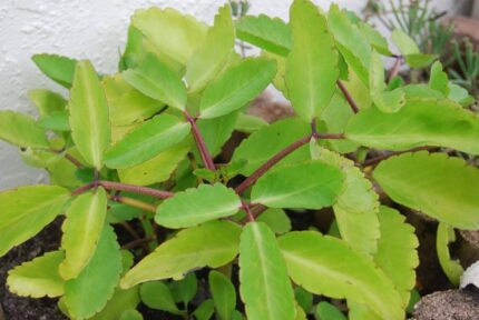 Kalanchoe pinnata