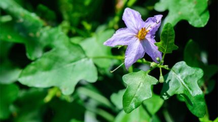 Solanum trilobatum