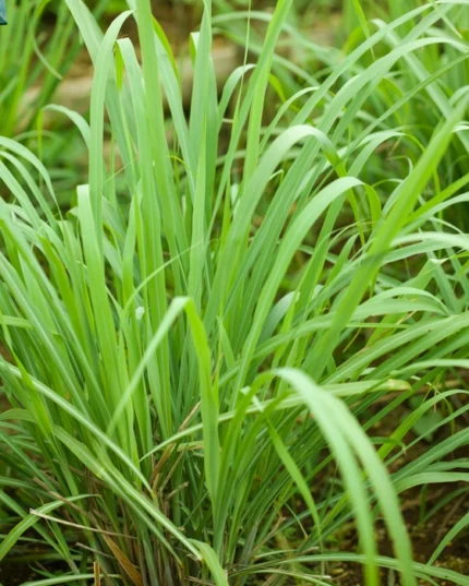 Lemon Grass Plant