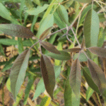 vitex negundo