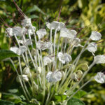 Clerodendrum