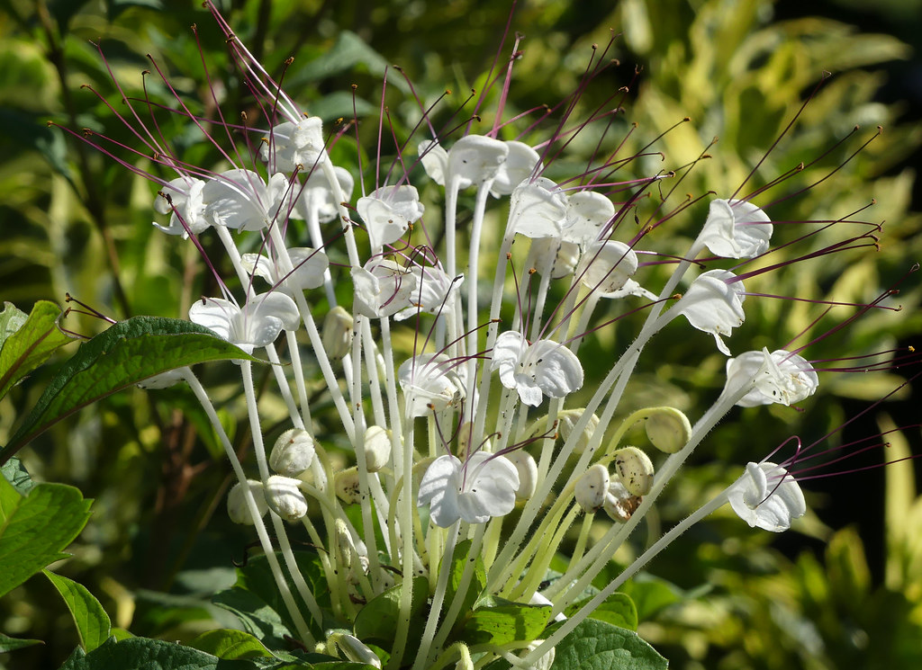 Clerodendrum