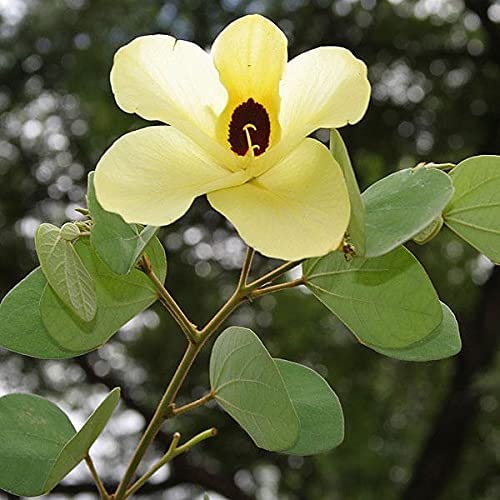 Bauhinia Tomentosa Bauhinia Tomentosa