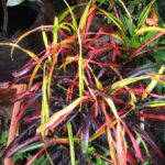 codiaeum variegatum