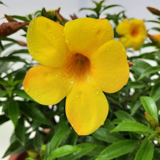 Allamanda plant Allamanda plant