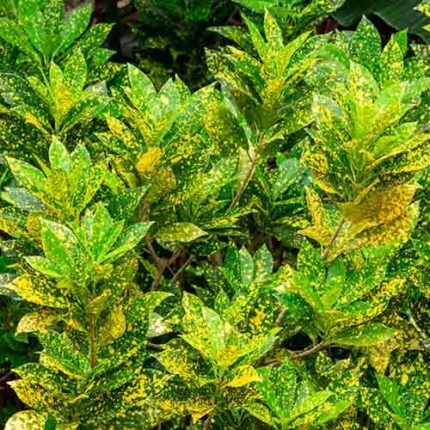 gold dust croton plant​