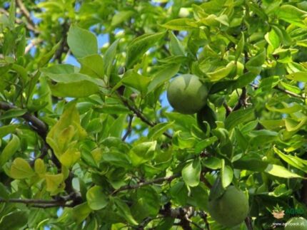 aegle marmelos​