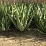 aloe vera plant​