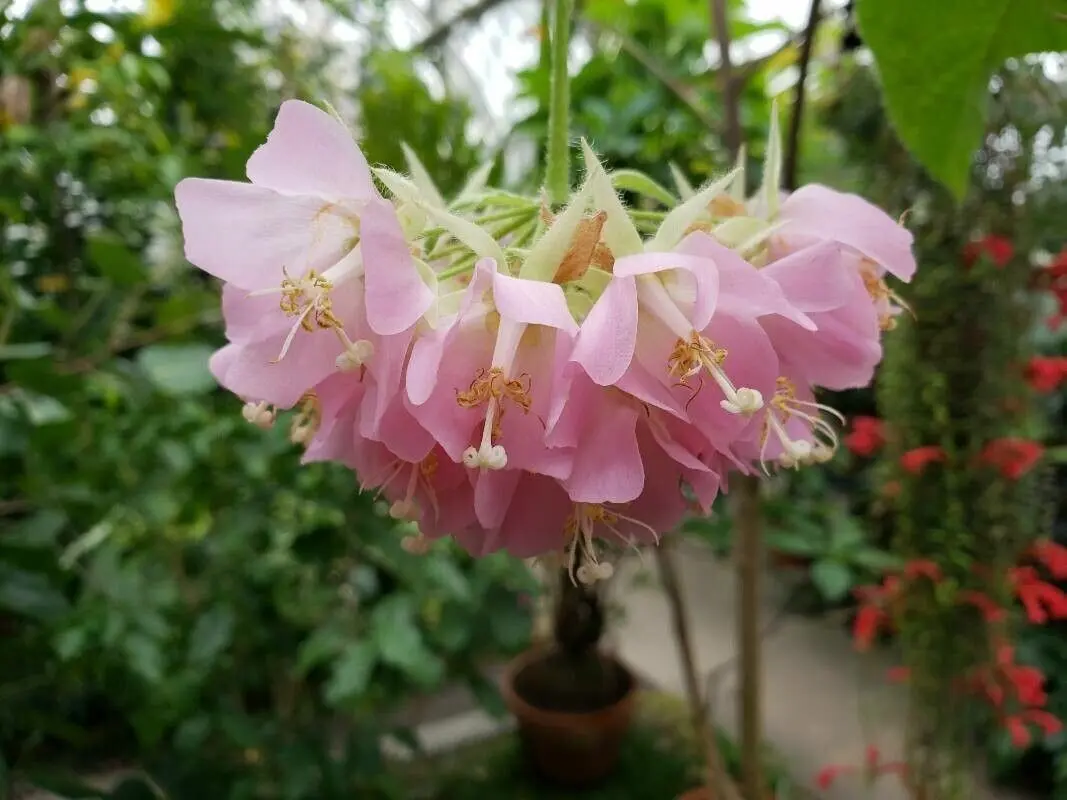 dombeya plant dombeya plant