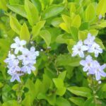 Duranta Erecta