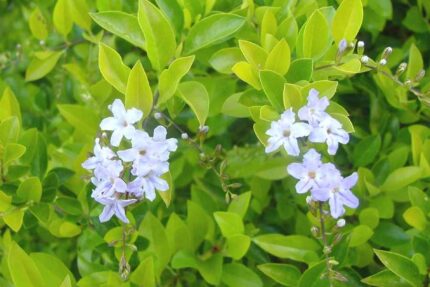 Duranta Erecta