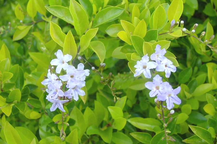 Duranta Erecta Duranta Erecta
