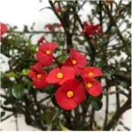 euphorbia geroldii