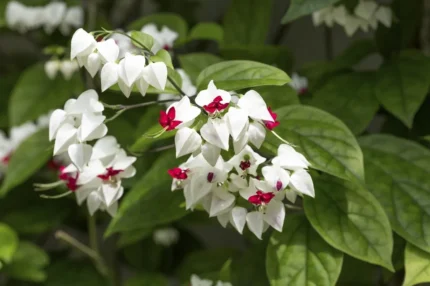 bleeding heart vine​