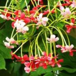 Rangoon Creeper