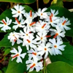 Parijat Plant​