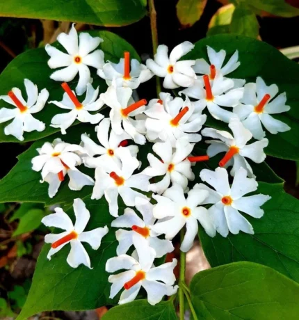 Parijat Plant​