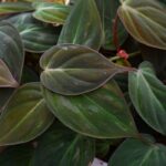 Philodendron Micans