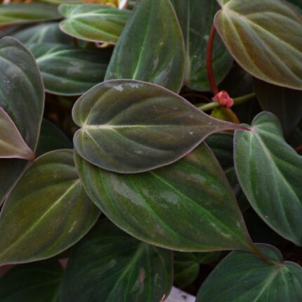 Philodendron Micans