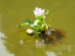 Beautiful Eichhornia crassipe - Common water hyacinth - Image 2