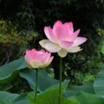Pretty pink lotus flower tuber - Image 2