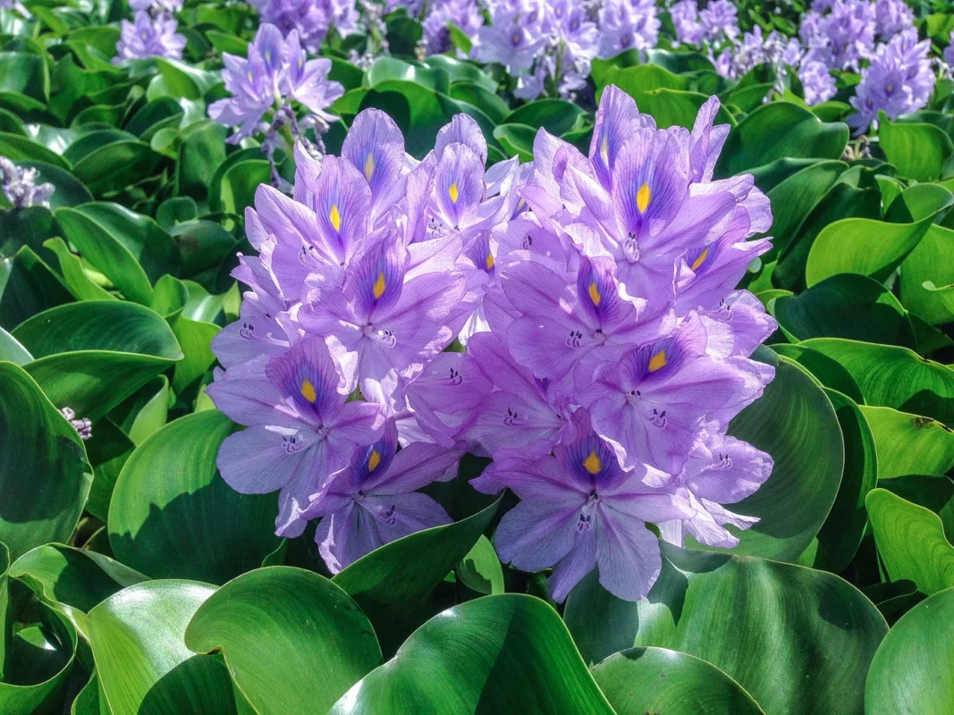 Eichhornia crassipes
