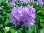 Eichhornia crassipes