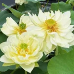 Awesome white lotus flower tuber - Image 2