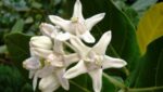 Most Powerful Calotropis gigantea - Vellerukku plant - Image 2