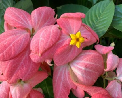 Mussaenda philippica