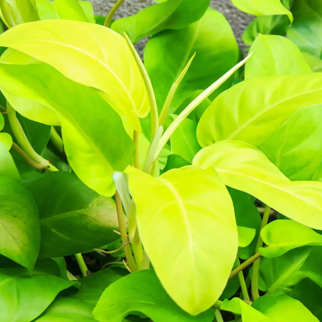philodendron golden philodendron golden