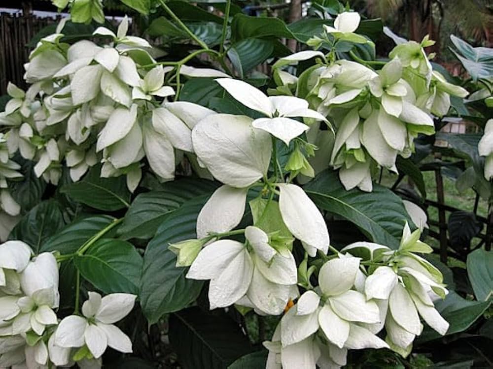 White Mussaenda plant White Mussaenda plant
