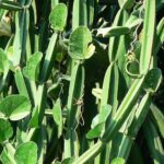 Cissus quadrangularis