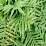Kangaroo fern​