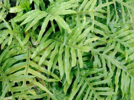 Kangaroo fern​